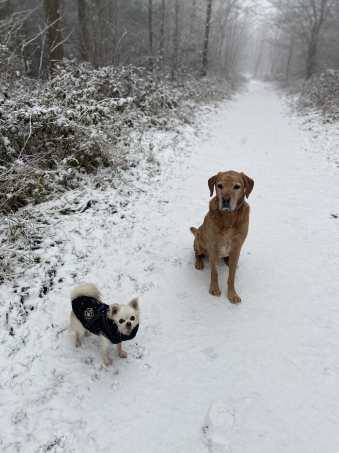 Seasonal Pet Care Tips: Keeping Your Pet Healthy Through the Winter